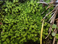 Hydrogonium croceum