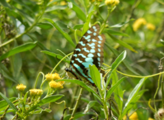 Graphium antheus