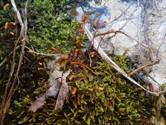 Microhypnum sauteri