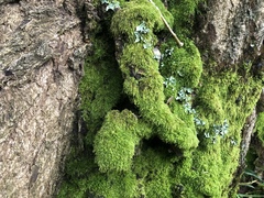 Hypnum cupressiforme filiforme