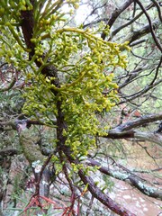 Arceuthobium oxycedri