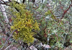 Arceuthobium oxycedri