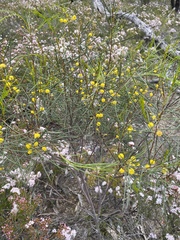 Acacia euthycarpa