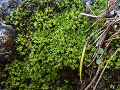 Hydrogonium croceum
