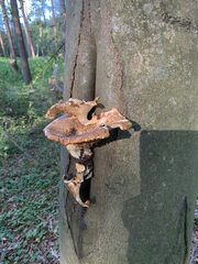 Cerioporus squamosus