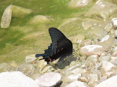 Papilio dialis