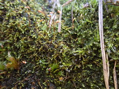 Microhypnum sauteri