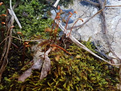 Microhypnum sauteri