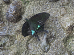 Papilio hermosanus