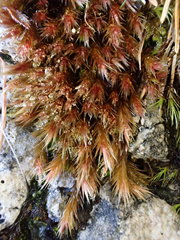 Orthothecium rufescens