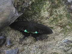 Papilio hermosanus