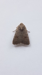 Caradrina kadenii