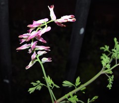 Fumaria purpurea