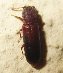 Lyctinae