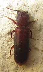 Lyctinae