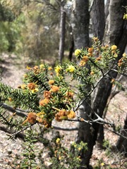 Acacia echinula