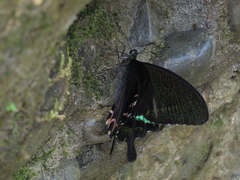 Papilio hermosanus
