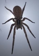 Afroneutria erythrochelis