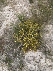 Hibbertia subvaginata