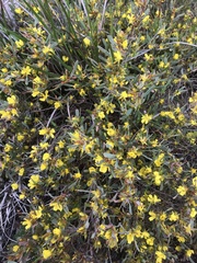 Hibbertia subvaginata