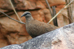 Petrophassa albipennis
