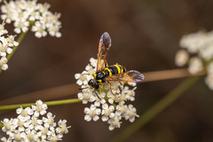 Tenthredo marginella