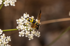 Tenthredo marginella