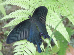 Papilio dialis