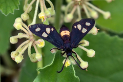 Thyrassia
