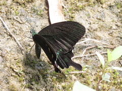 Papilio hermosanus