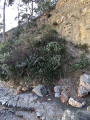 Ozothamnus reticulatus