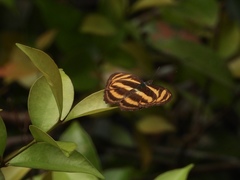 Athyma nefte subrata