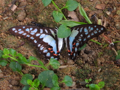 Graphium evemon