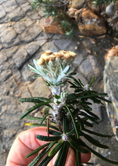 Ozothamnus reticulatus