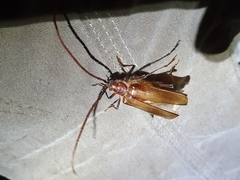 Ochrocydus huttoni