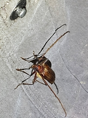 Ochrocydus huttoni