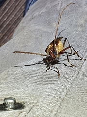 Ochrocydus huttoni