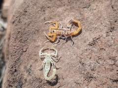 Uroplectes planimanus