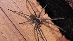 Afroneutria erythrochelis