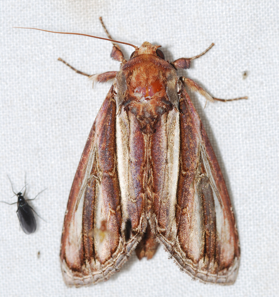 Draudtargia picta