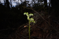 Pterostylis tenuis