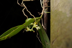 Plectorrhiza tridentata