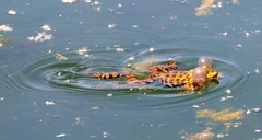 Pelophylax ridibundus