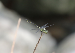 Ictinogomphus celebensis
