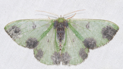 Oospila atopochlora