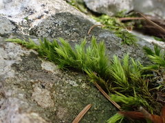 Homalothecium philippeanum