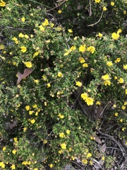 Hibbertia hypericoides