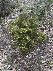 Hibbertia hypericoides
