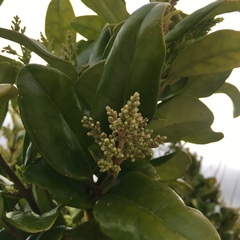 Osmanthus