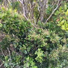 Osmanthus